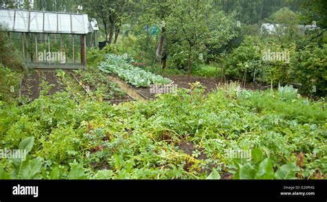 Vegetable Garden Stock Photo Alamy