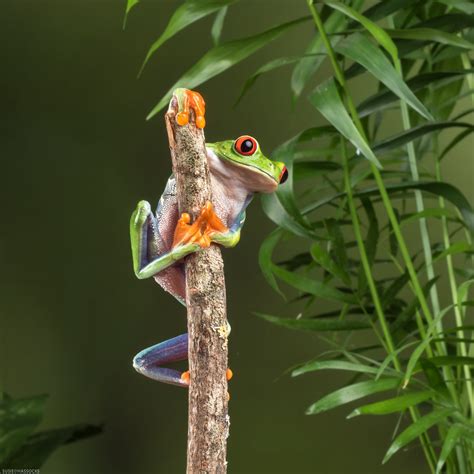 Green Frog On Brown Wood Branch Hd Wallpaper Wallpaper Flare