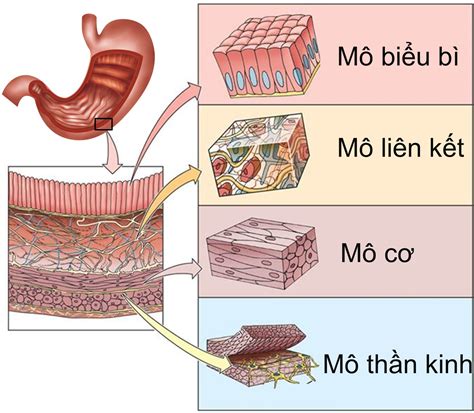 Mô là gì Phân loại và chức năng của các loại mô