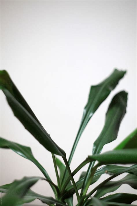 Leaves Of The Yucca Tree On A White Backround By Stocksy Contributor