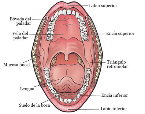 Cancer de la cavité buccale à un stade précoce | Maybaygiare.org