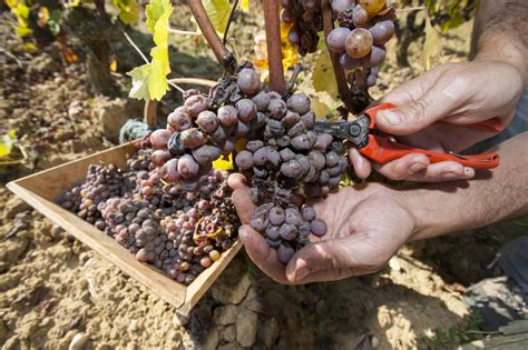 Rješenje za sivu plijesan na vinovoj lozi BIOinput d o o