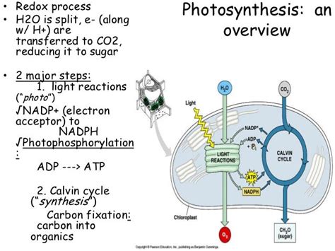 Ap Bio Ch 7 Photosynthesis Ppt