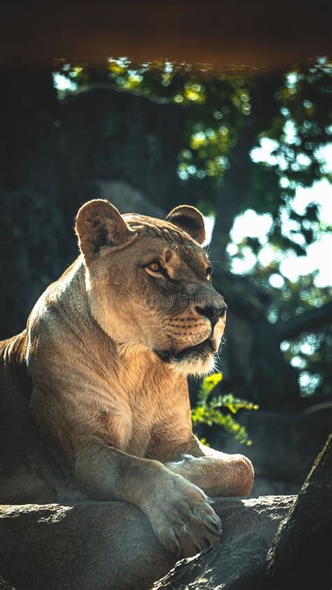 Vertical Shot Of A Female Lion Panthera Leo Resting On A Rock With A