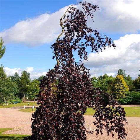 Buk Purple Fountain niezwykłe zwisające drzewo czerwone liście