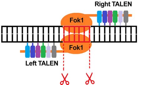 Sensitive Detectors With Large FOV For Gene Editing Oxford Instruments