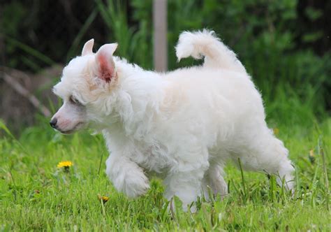 764262 Dogs Chinese Crested Puppy White Grass Rare Gallery Hd