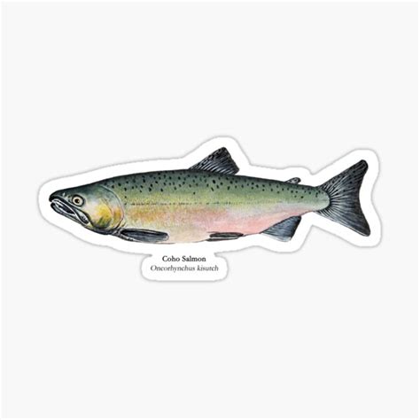 Coho Salmon Sticker For Sale By Skemmss Redbubble