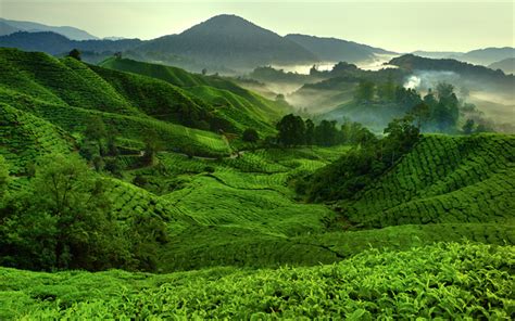 Tea Plantation Tour Malaysia Message