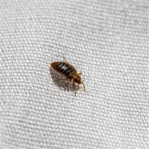 Bed Bug Outbreak Taking Over Paris The Definitive Guide On