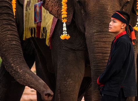 Laos Elephant Festival In Xayabouly Where And When To Join