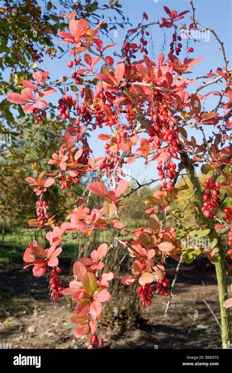 Barberry Berberis Hi Res Stock Photography And Images Alamy