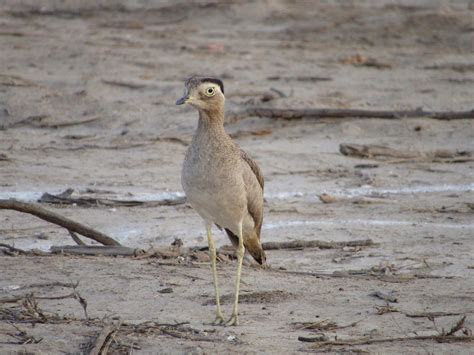 Ebird Peru Checklist Nov Universidad Nacional San Luis