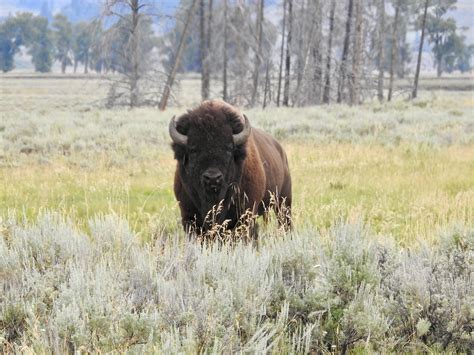 Bison Yellowstone National Park - Free photo on Pixabay - Pixabay