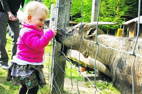 Wildgehege Waldshut Tiengen Badische Zeitung TICKET