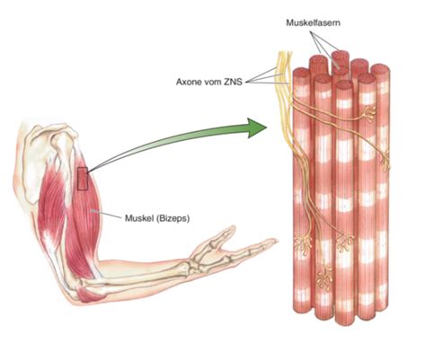 Muskulatur Karteikarten Quizlet