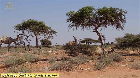 Galkao City Central Region Of Somalia Somali Safari Tours