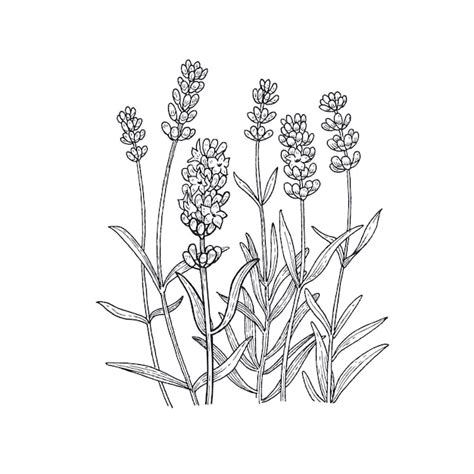 Lavender Clipart Black And White