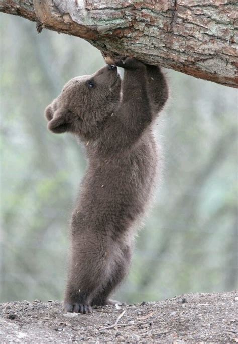 17 Best images about Brown bears on Pinterest | Bear art, Bear hugs and ...