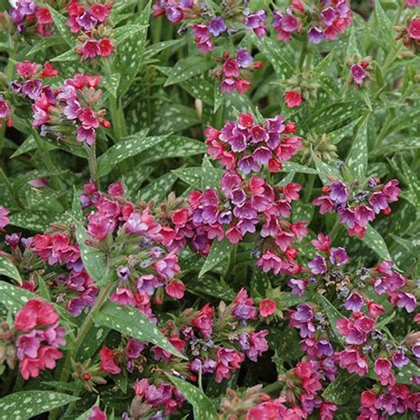 Pulmonaria Raspberry Splash