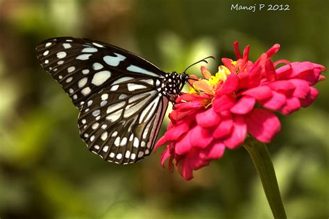 My Butterfly Garden