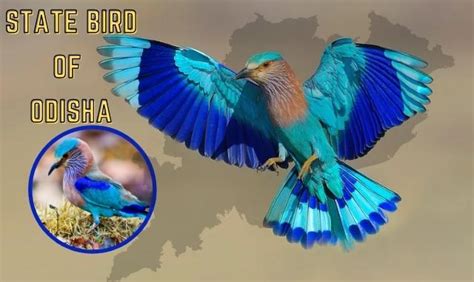 Know 'Blue Jay' Bird And Its Significance For Odisha | Pragativadi ...