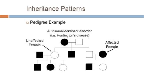 Inheritance Patterns Pedigrees Karyotypes And Genetic Disorders Inheritance