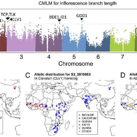 Germplasm Origin And Genetic Relationships Among Worldwide Sorghum