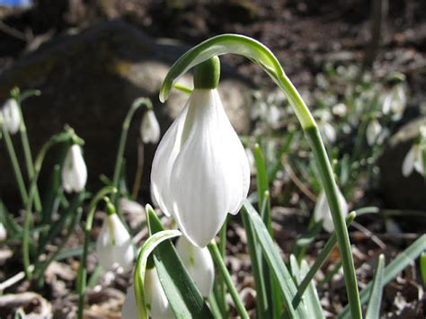 Sentir con Flores de Bach Pilar Vidal Clavería Campanillas de invierno