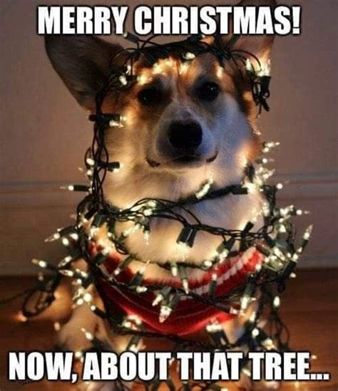 200 Funny Merry Christmas Memes And Funny Images Funzumo