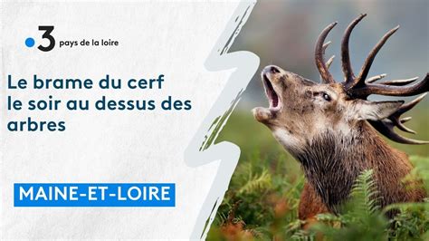 Le Brame Du Cerf Le Soir Au Dessus Des Arbres Youtube