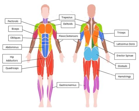 Muscle Anatomy & Stretching - Nunavik-IcE