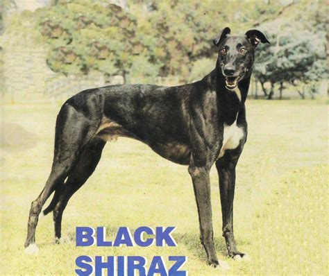 Black Shiraz History Of Greyhound Racing In Australia