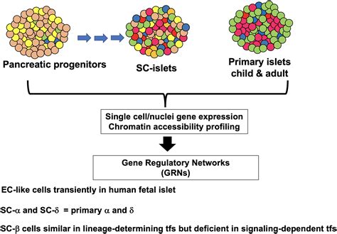 Improving Stem Cell Derived Pancreatic Islets Using Single Cell Multi