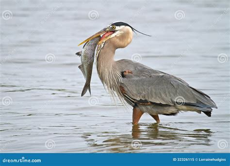 Vadear La Garza De Gran Azul Con Los Pescados Imagen De Archivo