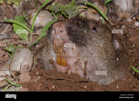 Gopher teeth hi-res stock photography and images - Alamy