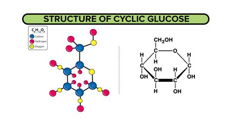 What Is The Importance Of Glucose