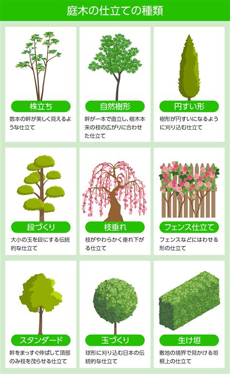 庭木の剪定完全ガイド初めてでも失敗なしで整えられる5つのテクニック 剪定110番