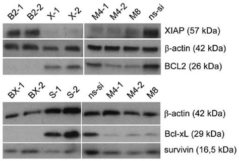 Detection Of BCL2 Bcl XL XIAP And Survivin Protein Content By Western