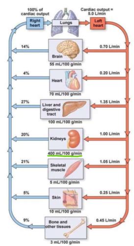 Renal Hemodynamics Flashcards Quizlet