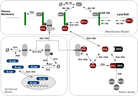 Extended Wnt β Catenin Model Including Ros β Catenin Download