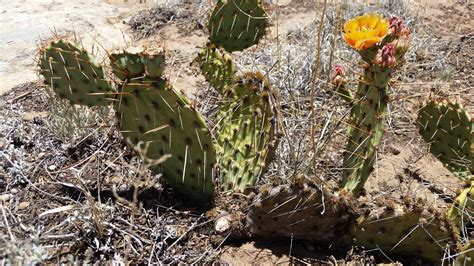 Opuntia Phaeacantha Cold Hardy Prickly Pear Cactus