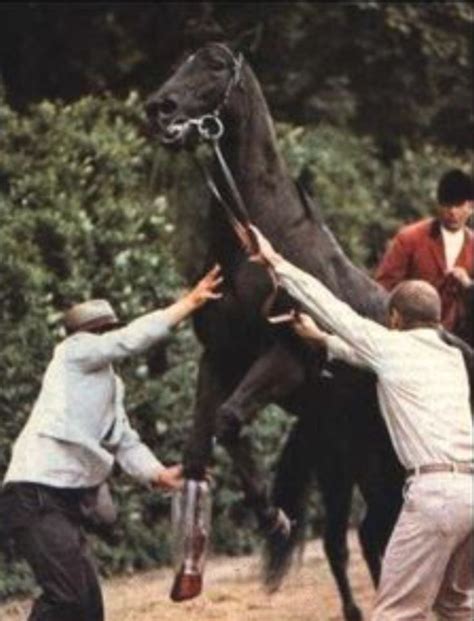 “All 1’s” Ruffian, The Real Story | Horse racing, Horses, Thoroughbred horse racing