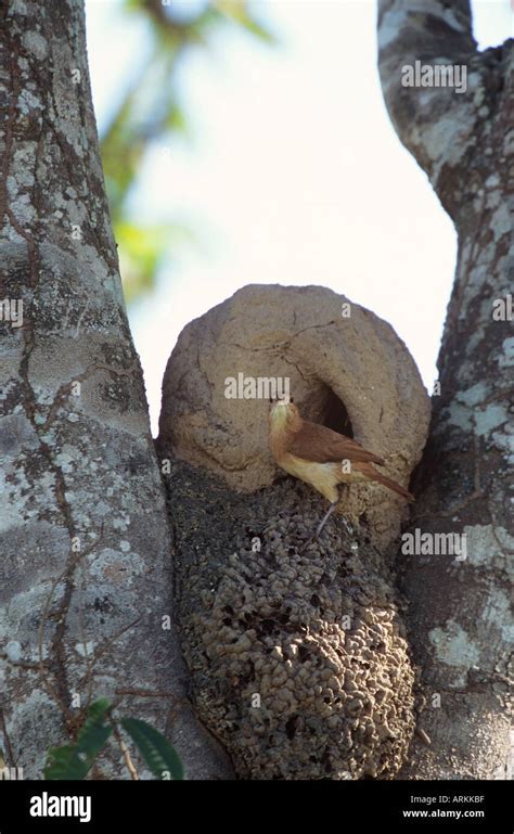 Rufous Hornero - in front of nest / Furnarius rufus Stock Photo - Alamy