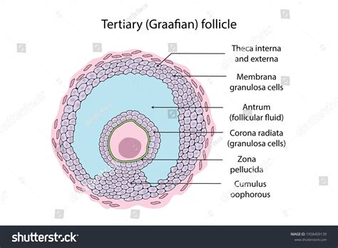 103 Imágenes De Granulosa Cell Imágenes Fotos Y Vectores De Stock Shutterstock