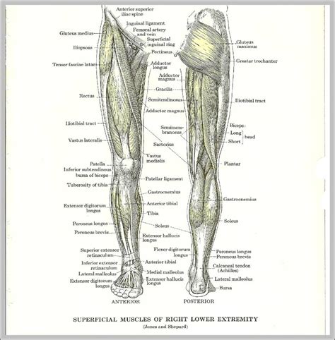 Leg Muscle Anatomical Structure Labeled Front Side And Back View