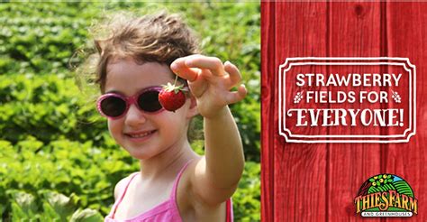 Strawberry Picking Near Me 10 Delicious U Pick Farms In Missouri Travel In Missouri