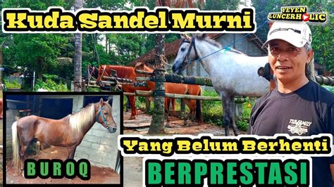 Terbaru Kuda Kuda Pacu Di BIMA STABLE Milik Pak Romli Ada Sang