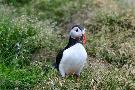 Black Atlantic Puffin Picture Image 119007923