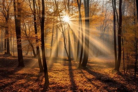 Un bosque con rayos de sol brillando a través de los árboles Foto